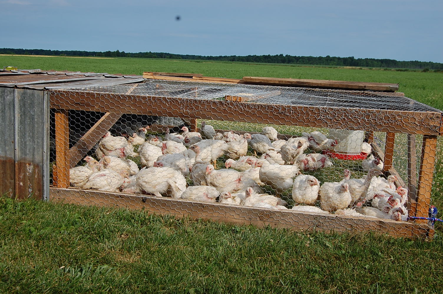 Elm Valley Farm » Blog Archive » Chicken tractors